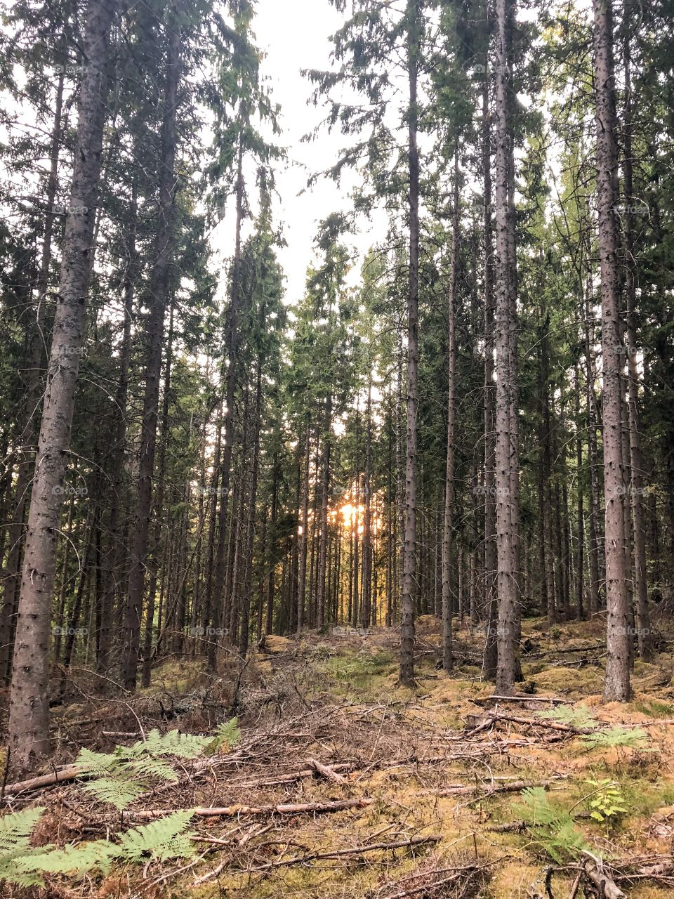 Sun going down behind the trees