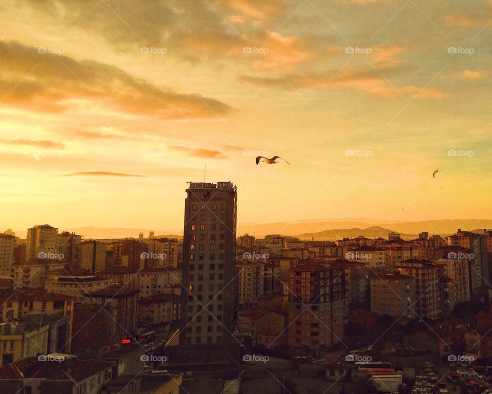 Seagull at sunset in istanbul