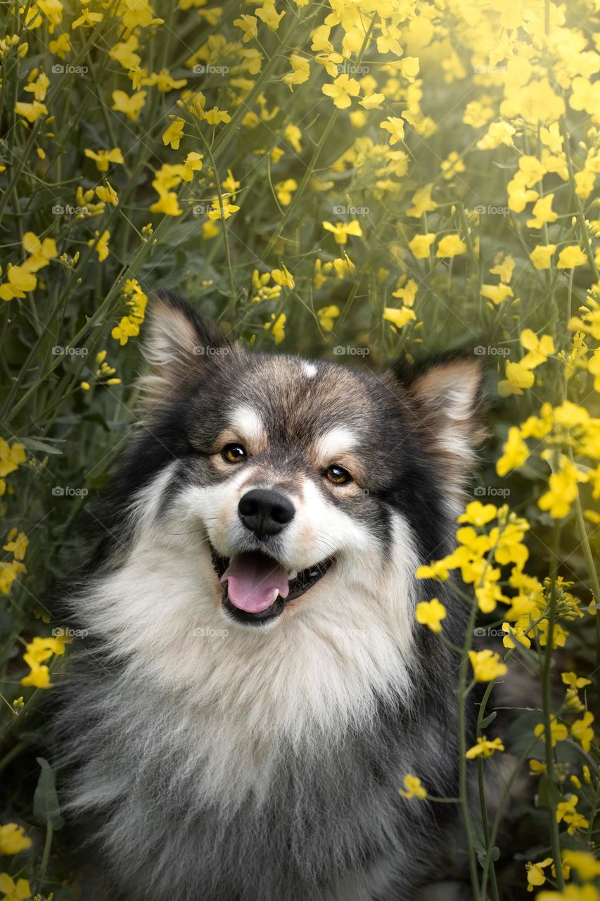 Portrait of a young Finnish Lapphund dog sitting among yellow flowers