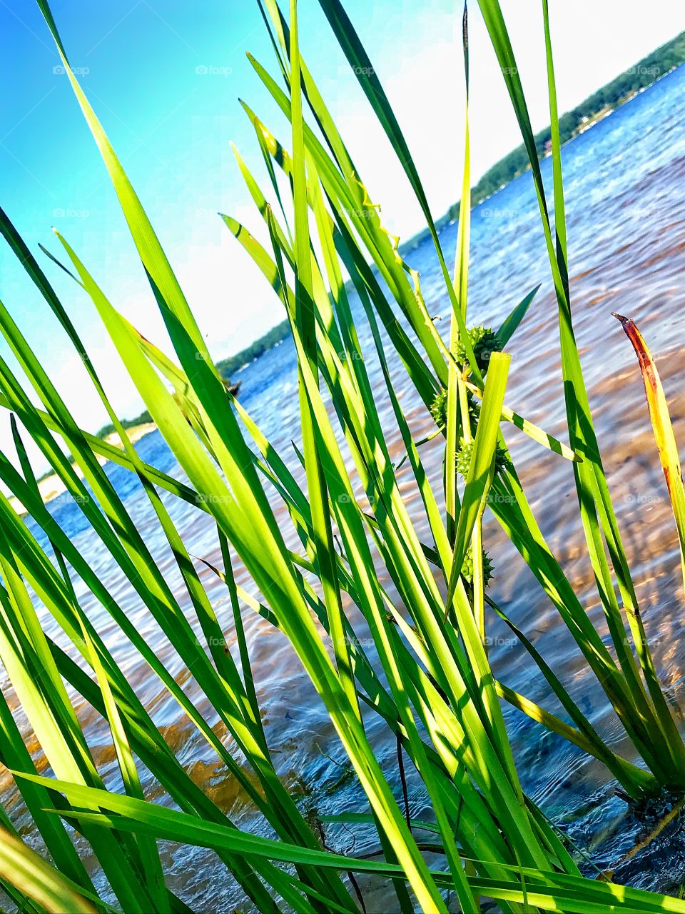 Plants growing in the lake—taken in Hamlin Lake, Ludington, Michigan  