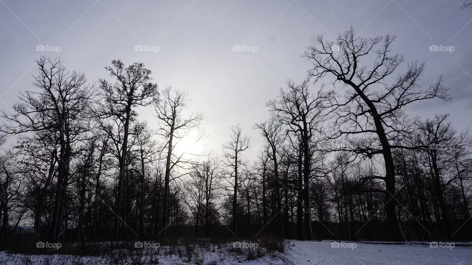 forest