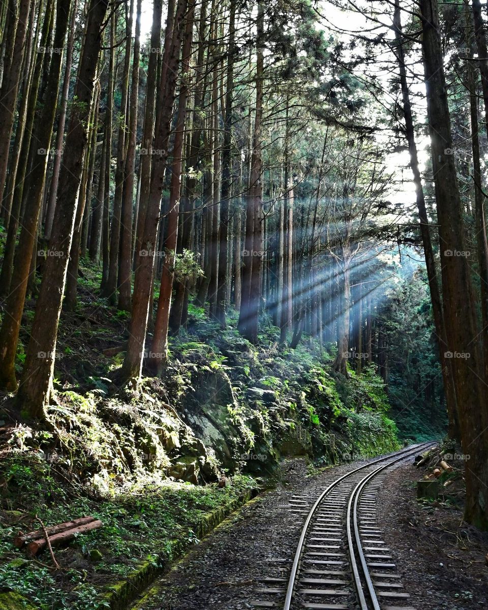 Beautiful forest and sun light scenery