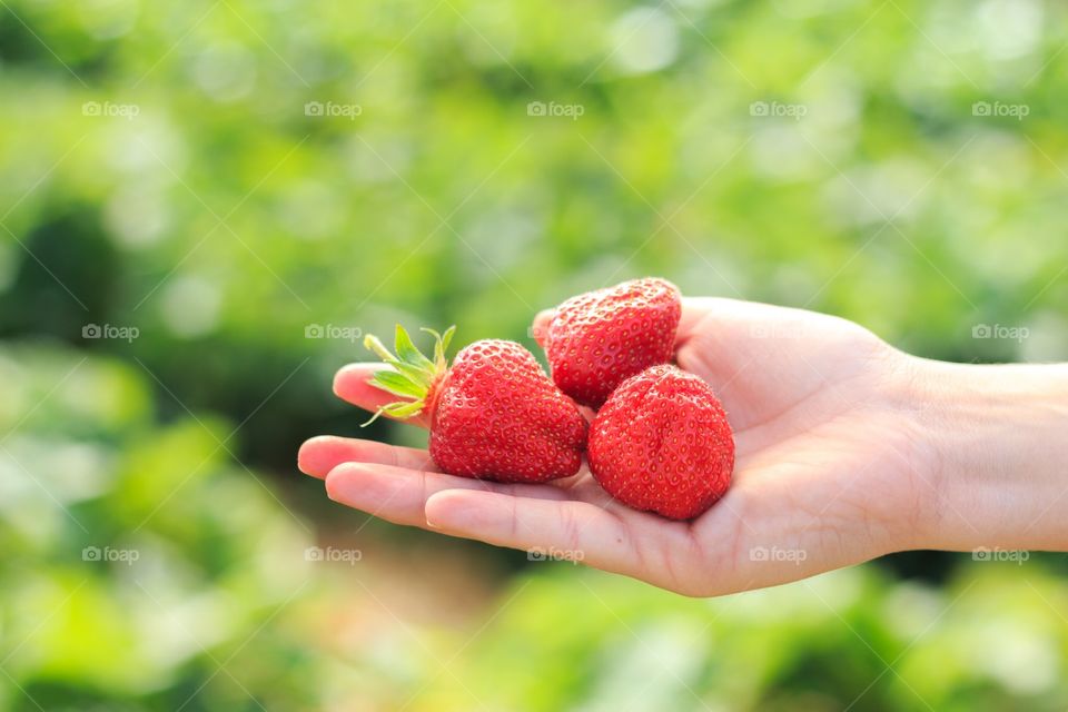 Hand holding strawberries 