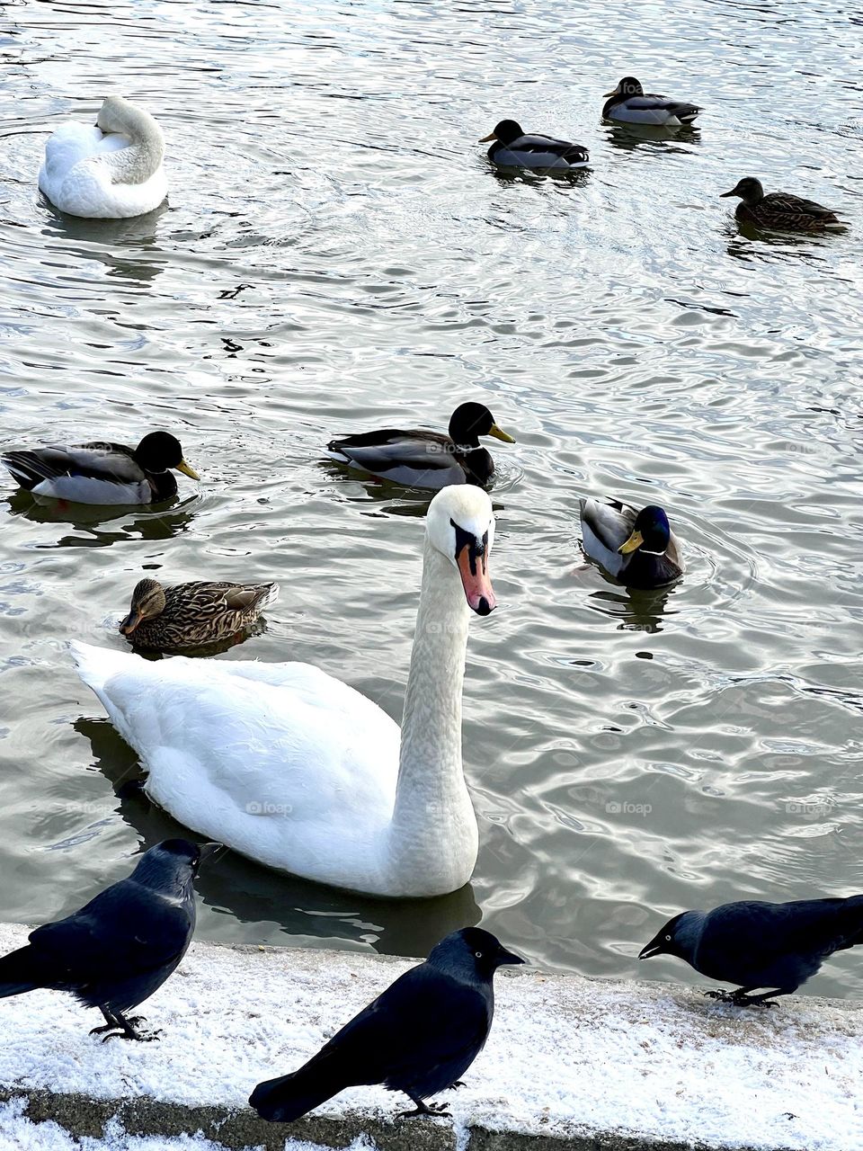 Изящество лебедей в объятиях природы, сопровождаемые живописными контурами уток.Погружаясь в мир этих прекрасных созданий каждый кадр становится путешествием в гармонию природы.Приобретите эту уникальную возможность запечатлеть моменты великолепия  