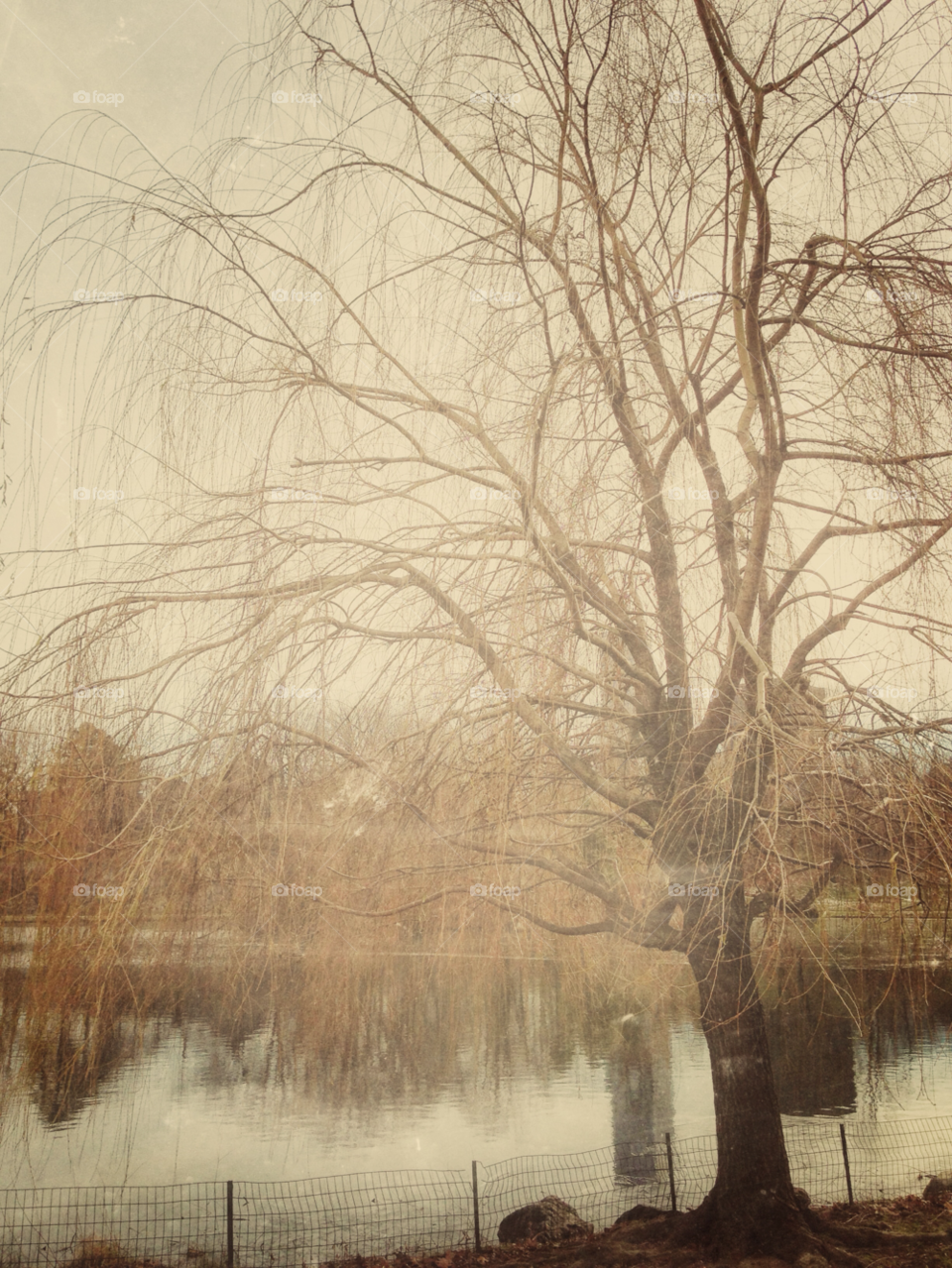 winter city tree water by josiah_lakoduk