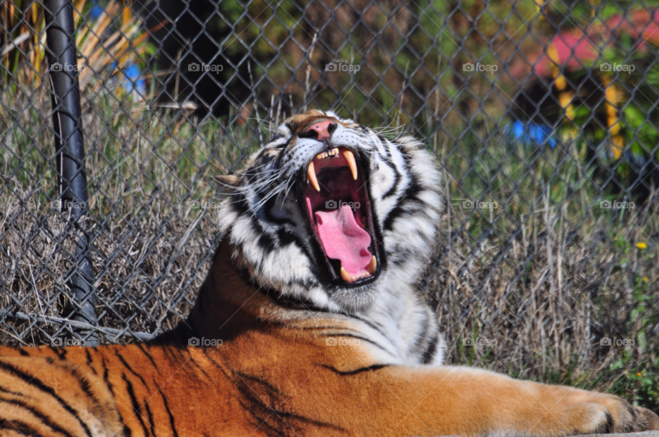 cats zoo tigers by tfmiller