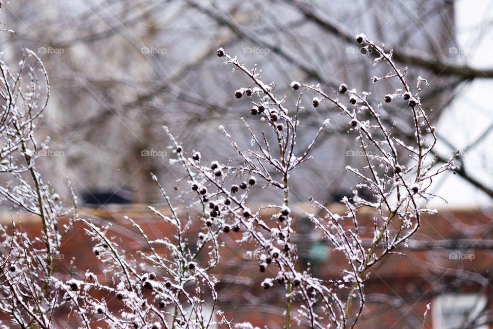 Snow. Winter in West Virginia. 