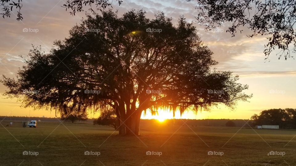 Beautiful tree at sunset