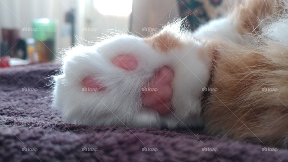 kitty pink bean toes