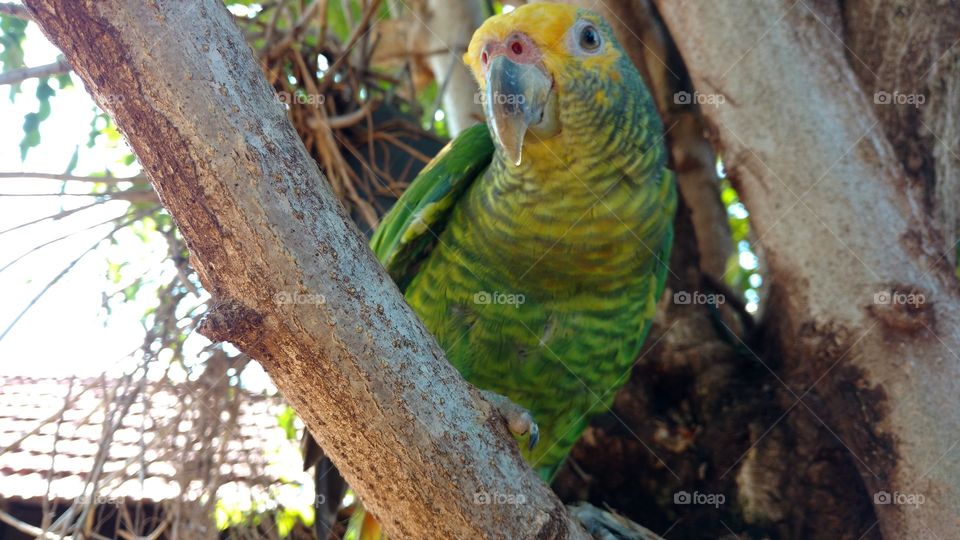 São várias imagens da sensibilidade dessa ave.