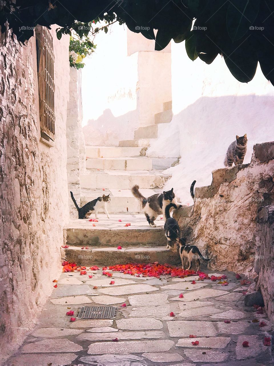 Cats of Syros