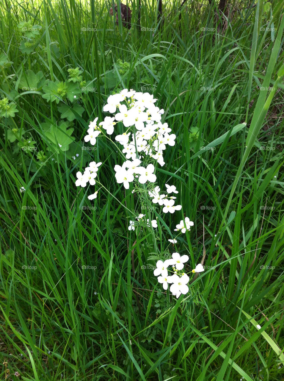 White Flower