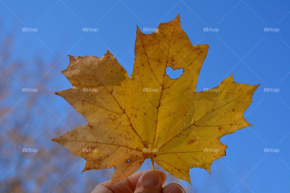 yellow leaf with heart in the hand blue sky background autumn love