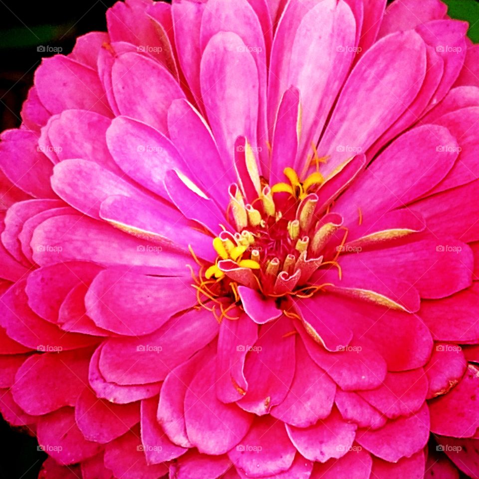 bright pink zinnia garden flower