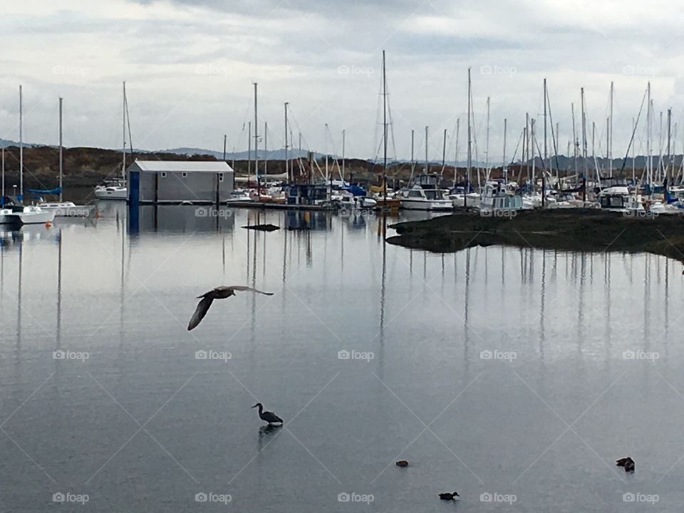 Birds and boats