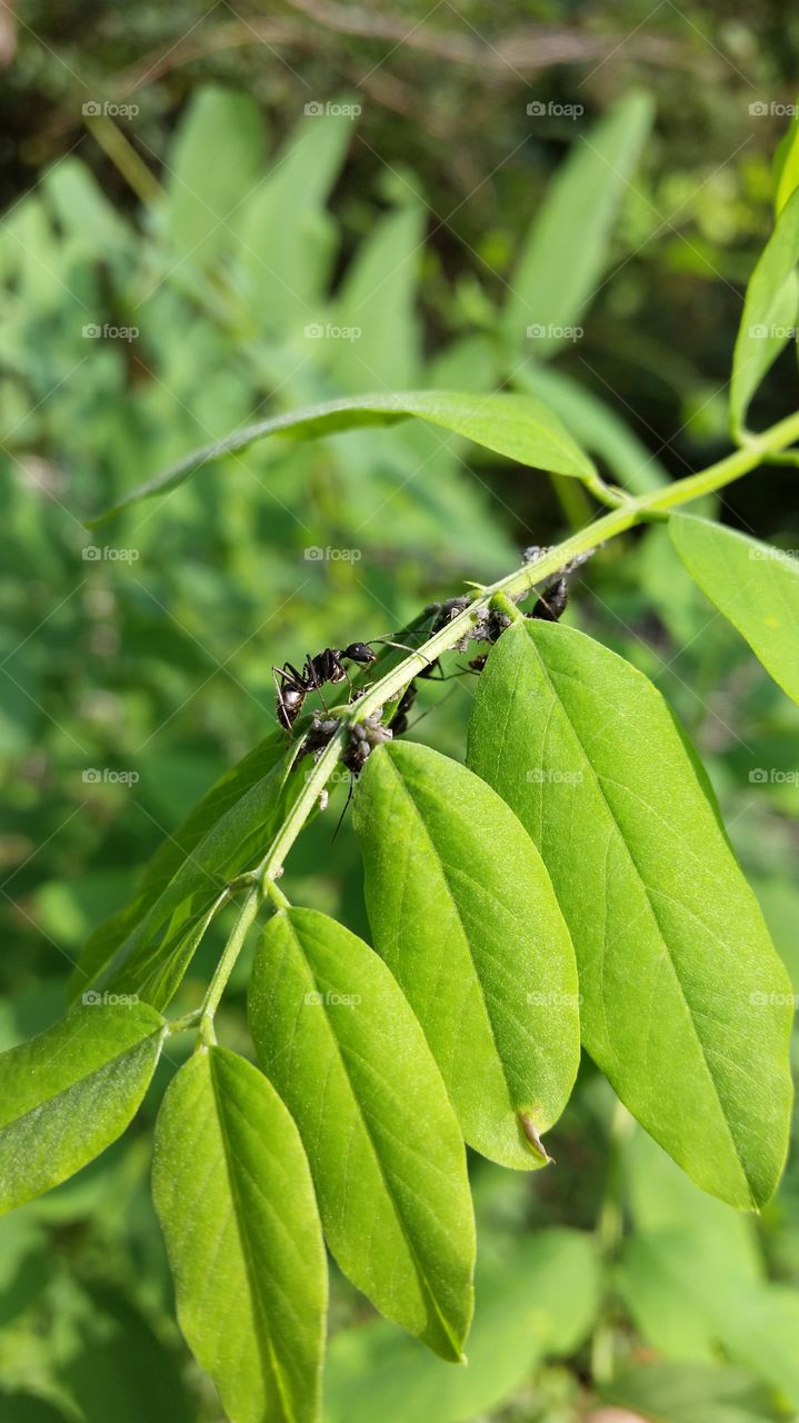 symbiosis of a cockroach and the ant