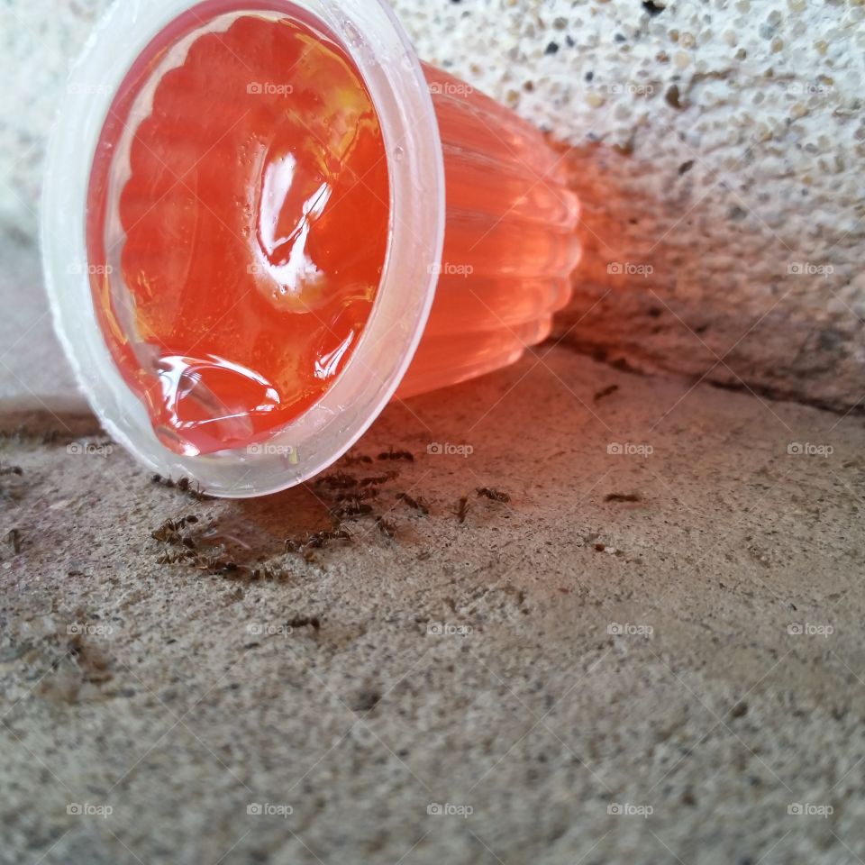 Ants drinking from jello shot