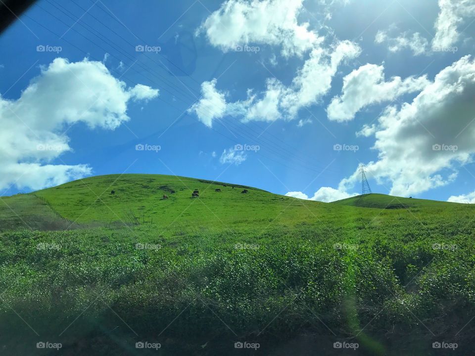 Green hills with cows