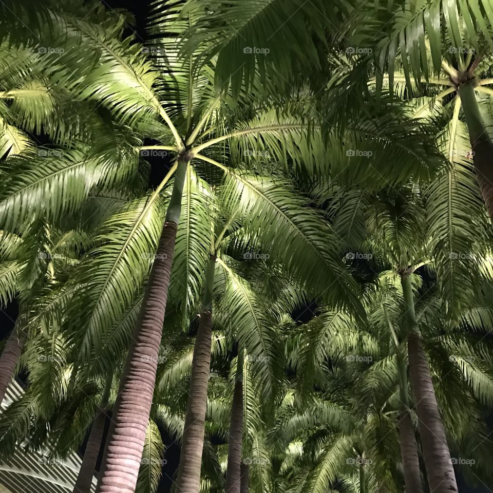 Singapore night palm trees