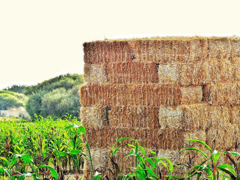 Haystack at harvest time