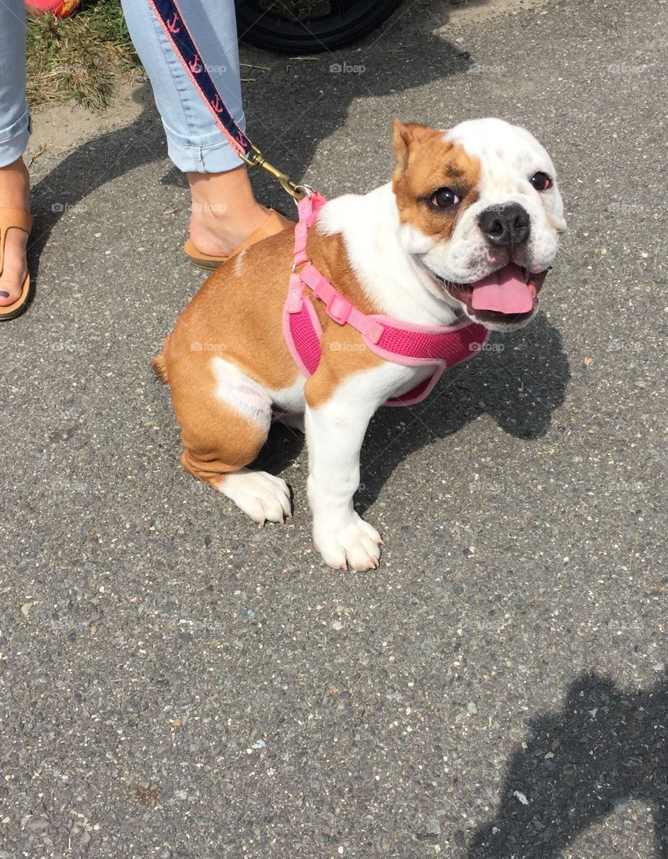 A cute tiny puppy bulldog 