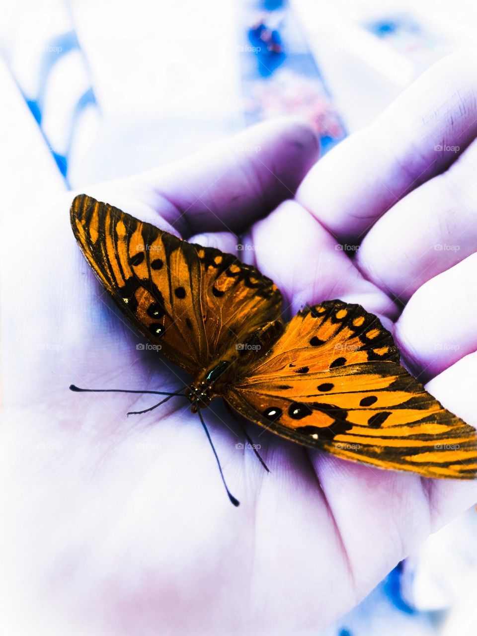 Enjoyable Rest Before Flying Back On The Hand, Monarch Butterfly Beauty