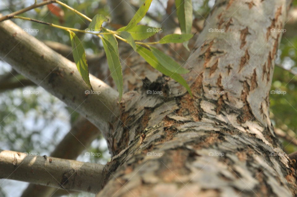 closeup branch