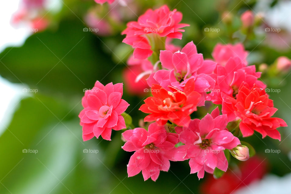 red flowers