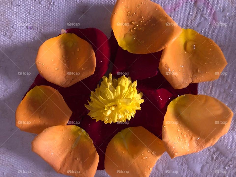 beautiful and Multicolor flowers