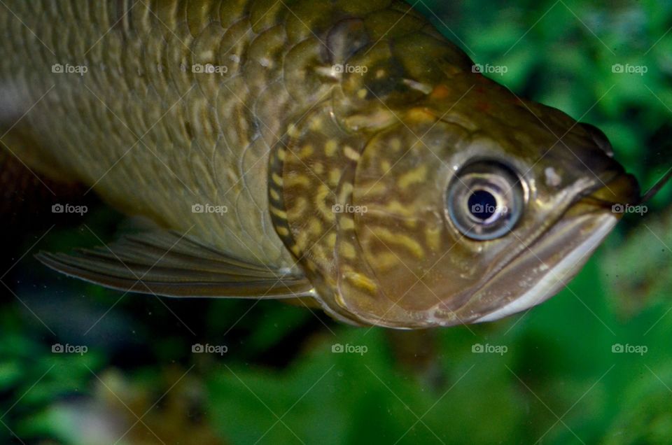 Golden Arowana, the lucky fish.