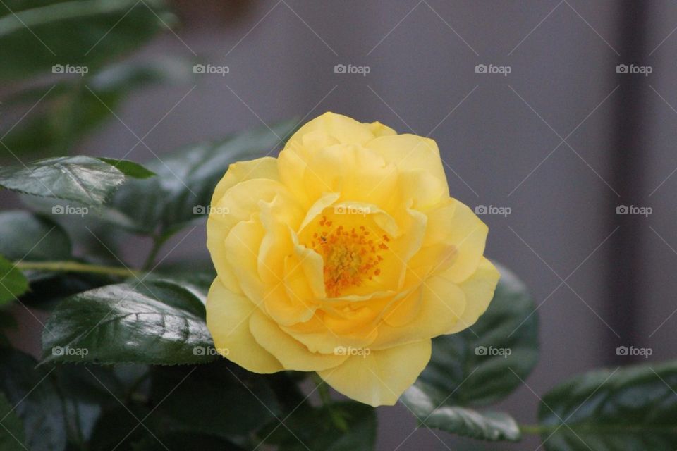 Yellow Garden Rose