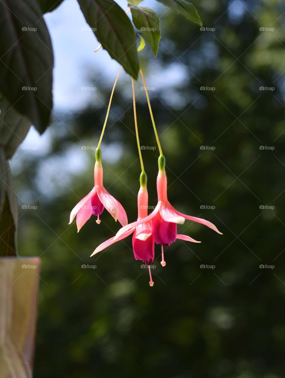 pink flowers house plants spring blooming