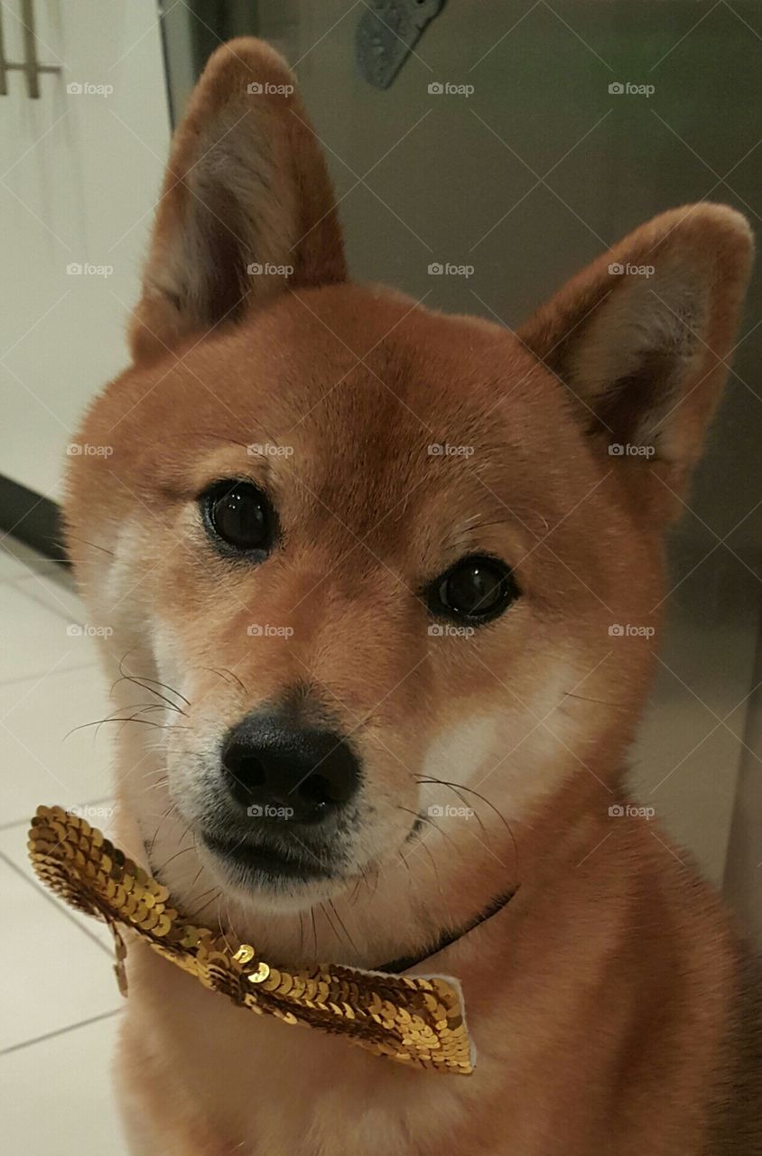 shiba