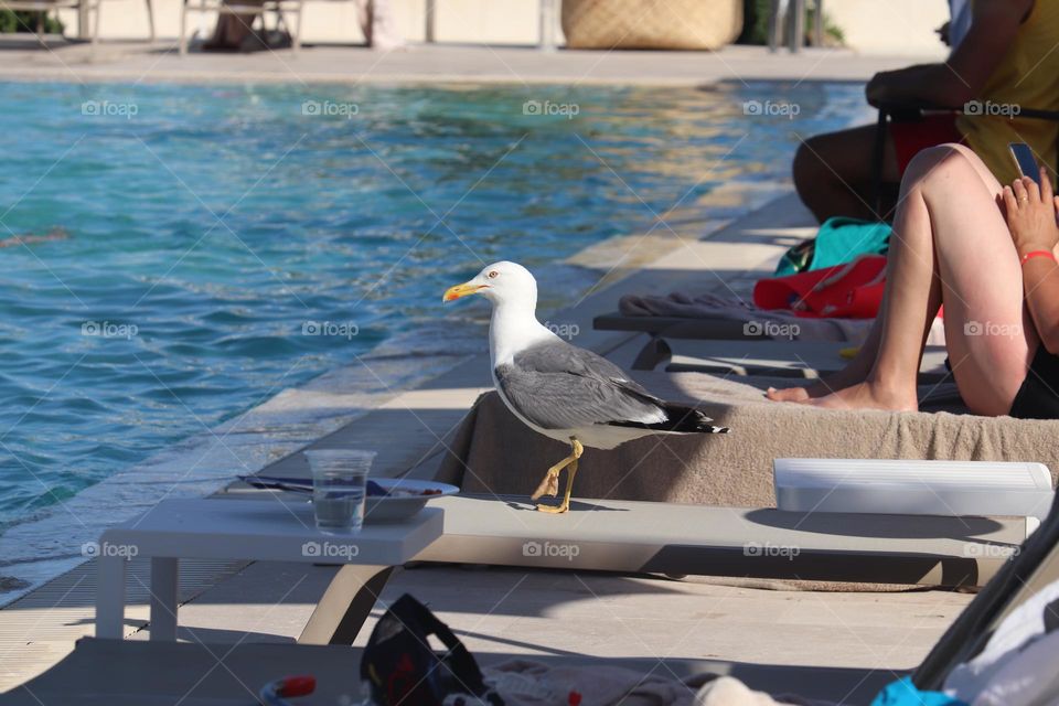 Seagull at the beach