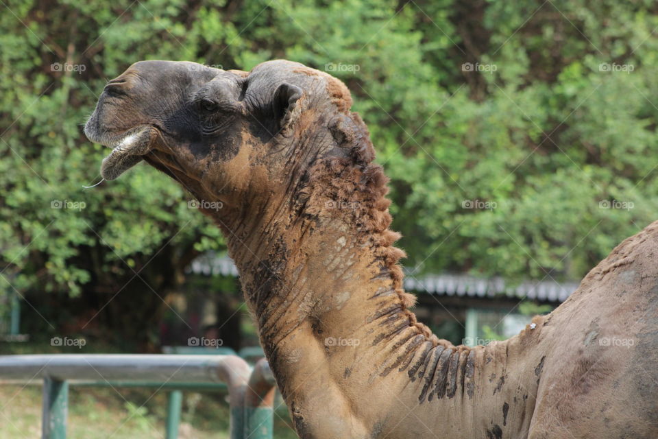 camel. head of camel