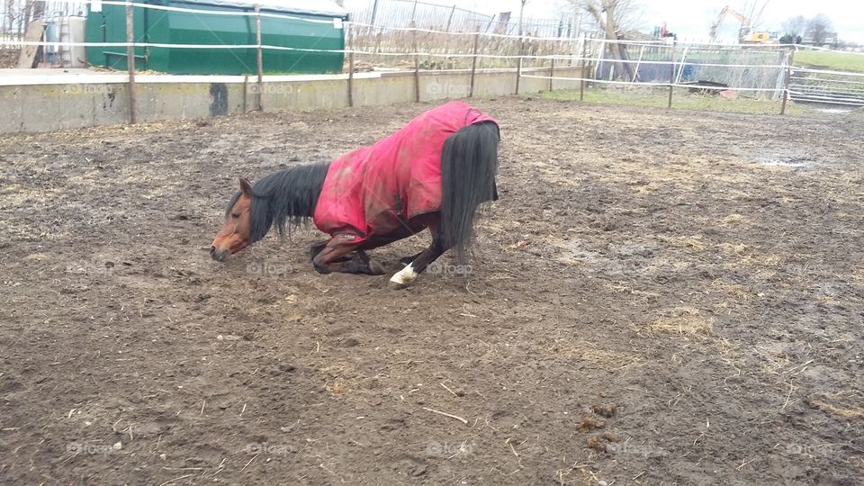 Stallion falls through to roll over