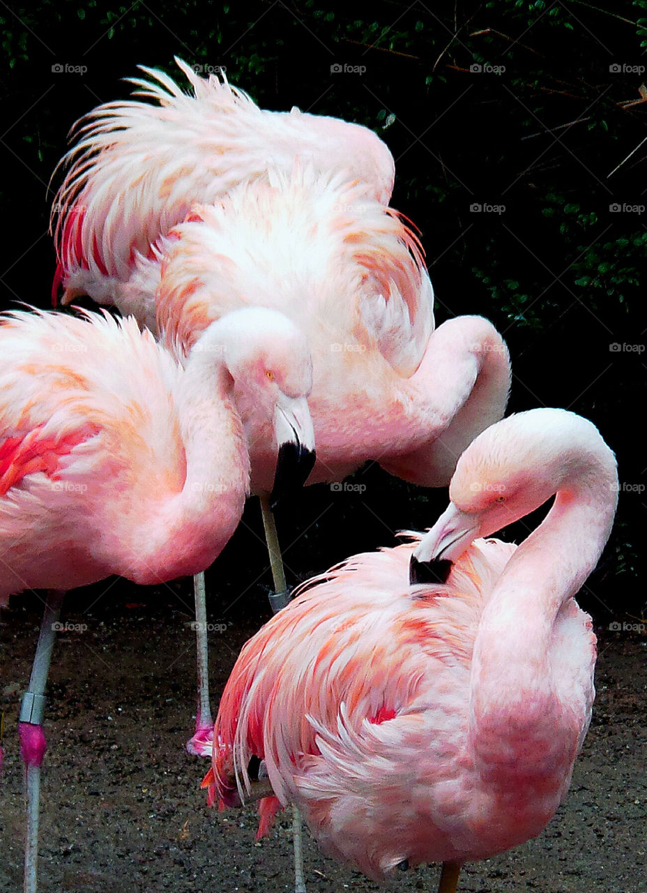 Flamingos,