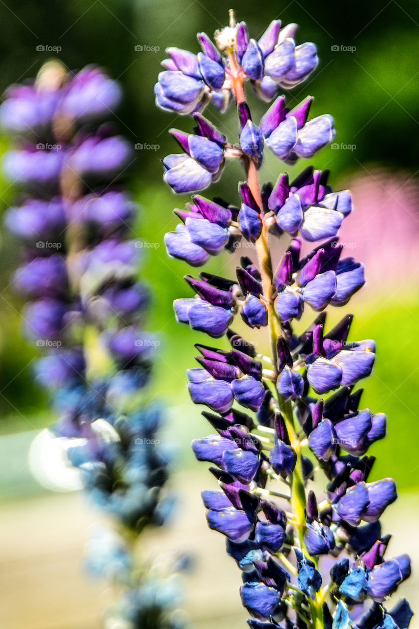 Blue Lupine Flower