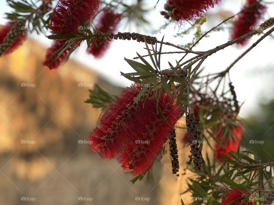 These red flowers look like fruits or ties when looking from some distance. But looking closer, they are just different, yet beautiful flowers.