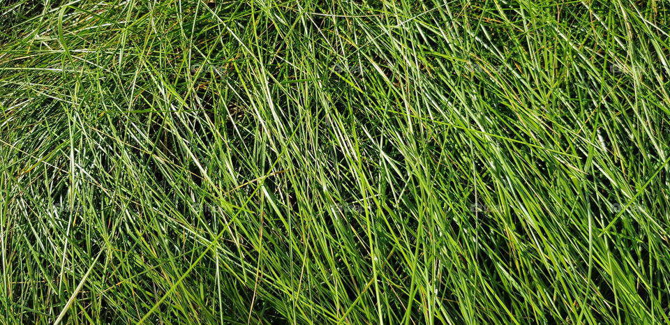 grass. background