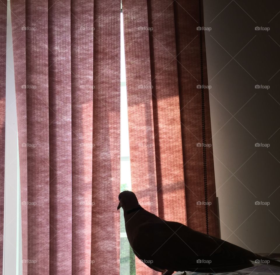 With blinds blowing in the wind, my bird looks out the window, silhouettes in this photo.