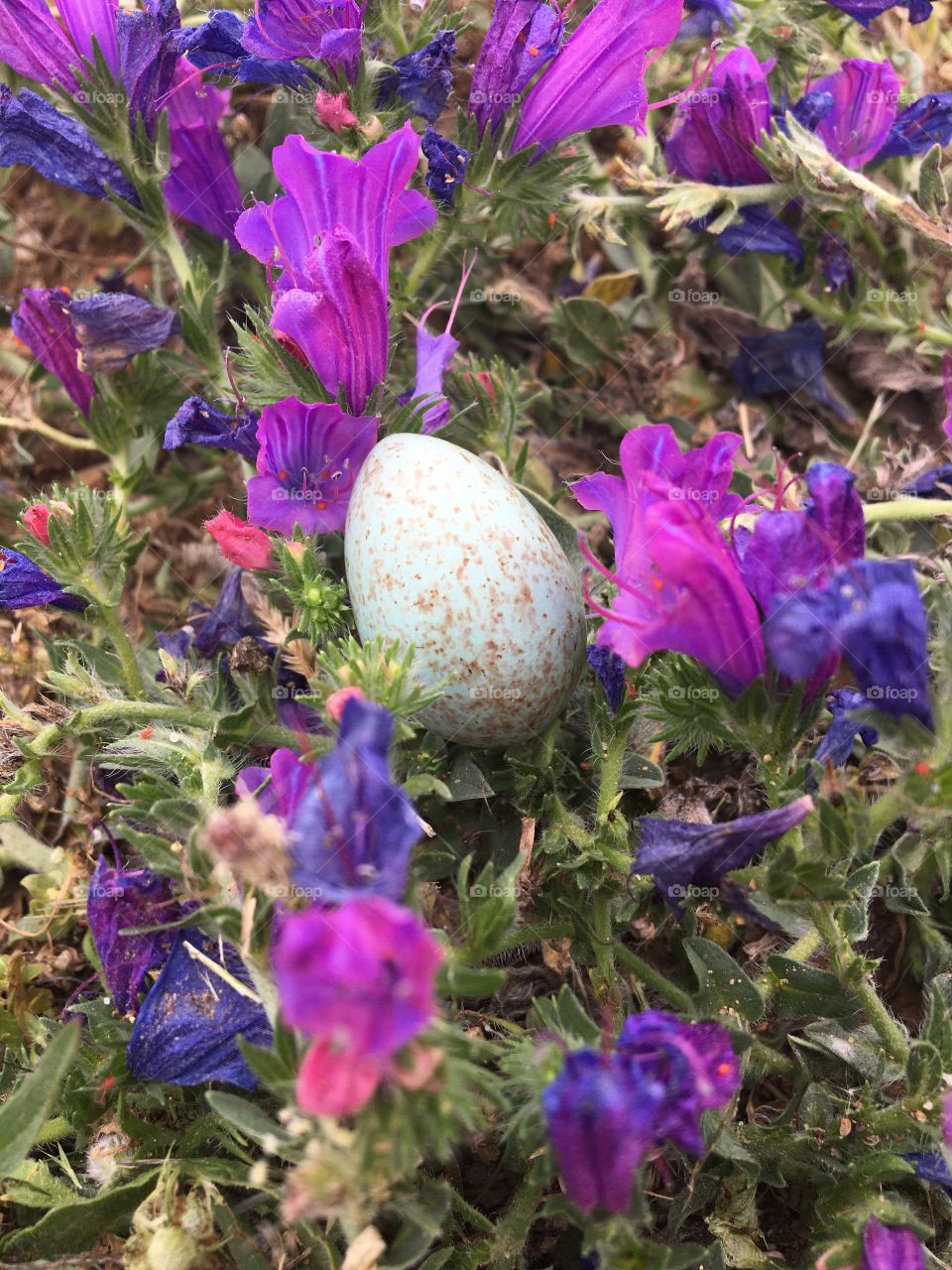Little lost egg among wild flowers