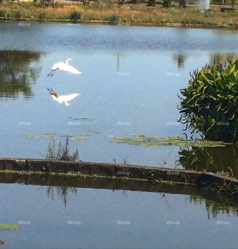 Egret in flight 