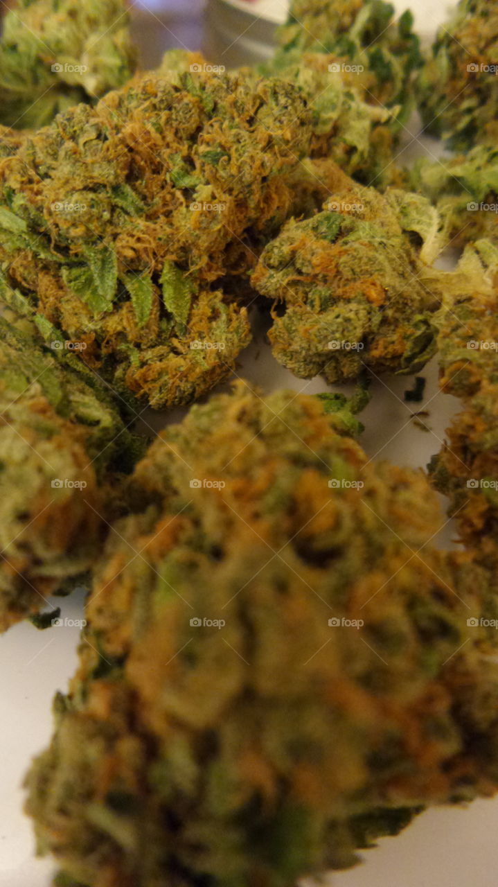 Beautiful Buds. White Lightening Recreational Marijuana