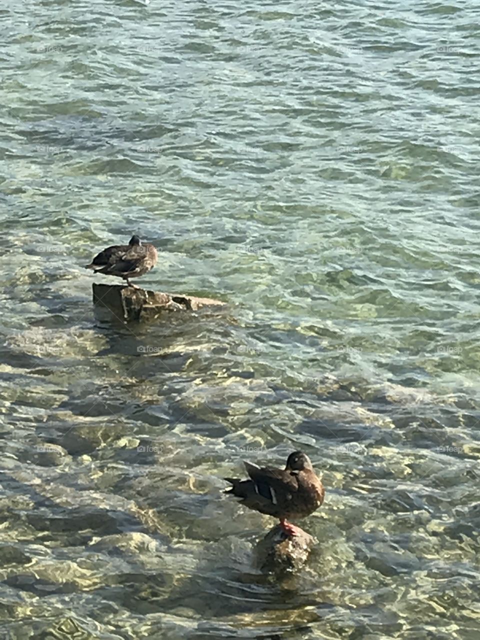 Sleeping Ducks in the Lake