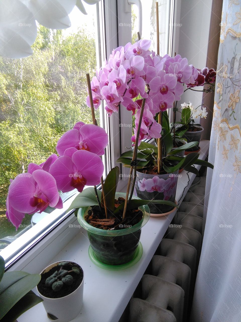 Яркая красота замечательных молодых орхидей