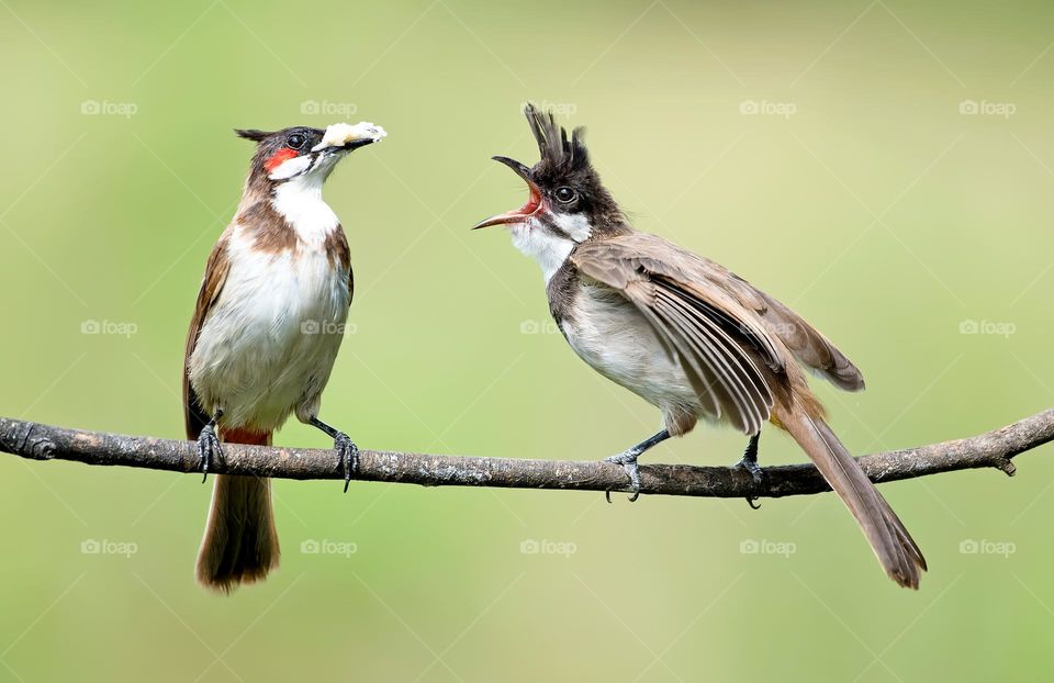 Pair Of Red-Cheeked Birds On Branch