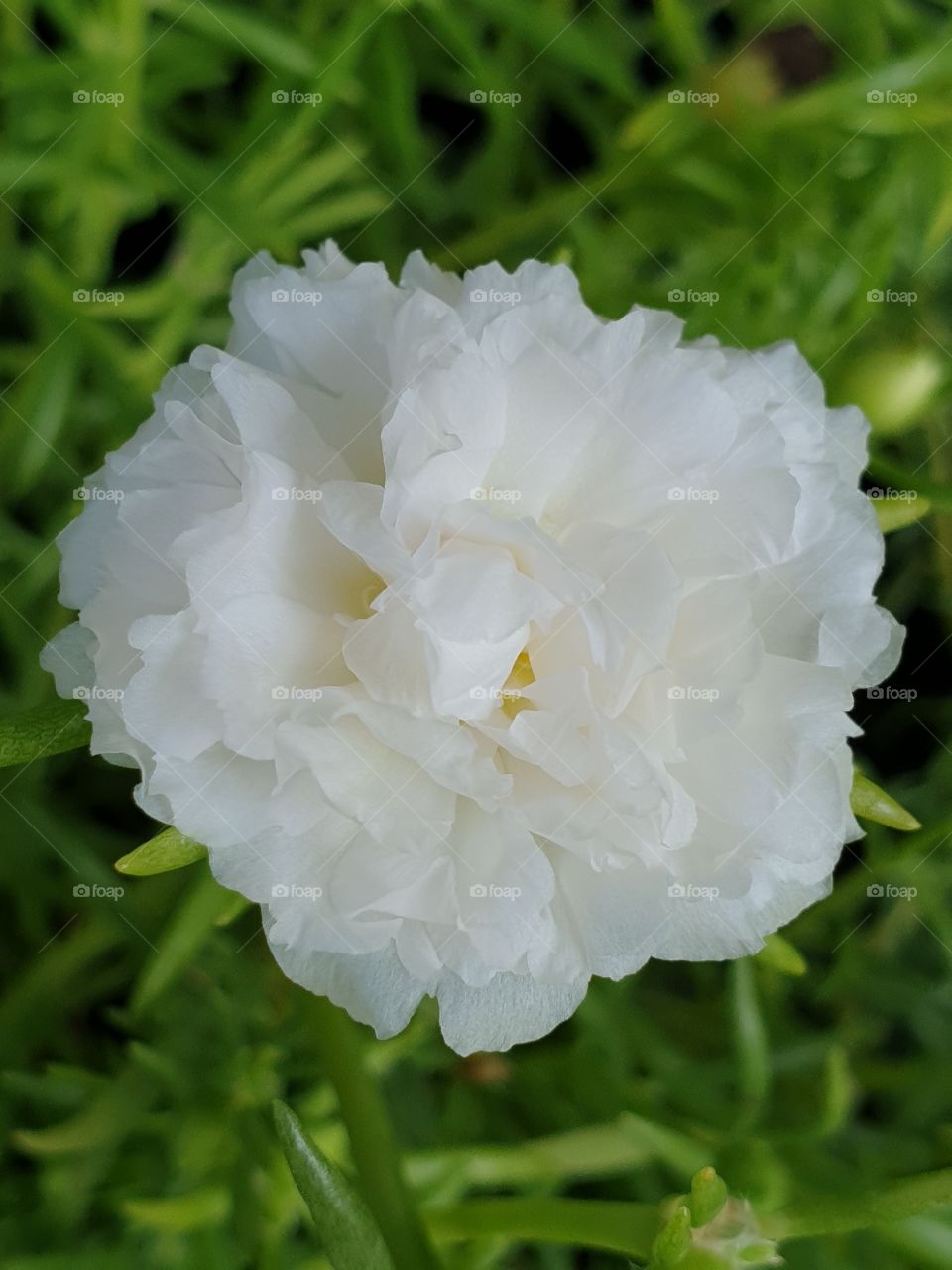 the portulaca grandiflora