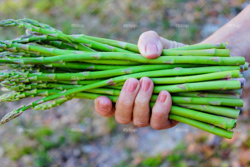 Close-up of hand holding bunch of asparagus