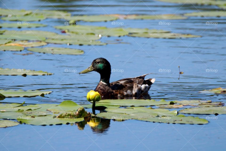 King of the Lilly  pads